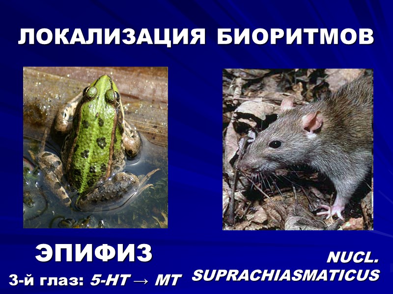 ЛОКАЛИЗАЦИЯ БИОРИТМОВ ЭПИФИЗ 3-й глаз: 5-HT → MT NUCL.  SUPRACHIASMATICUS